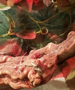 Fluker's Repta Vines for Reptiles and Amphibians Terrariums - Red Coleus 22 81NftXJ2wbL