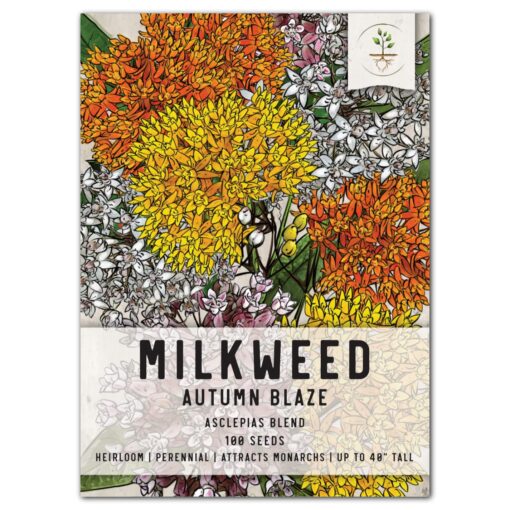 Seed Needs, Autumn Blaze Blend Milkweed Seeds for Planting (Asclepias Species) Single Package of 100 Seeds - Heirloom & Open Pollinated, Attracts Monarchs