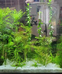 Seachem Flourish Excel 500 ml 39 81NrZ tEZyL