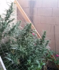 Safer Brand 5163 Caterpillar Killer II Concentrate, 16 Oz For Insects 1 Pack 22 81Nt0WP2XhL