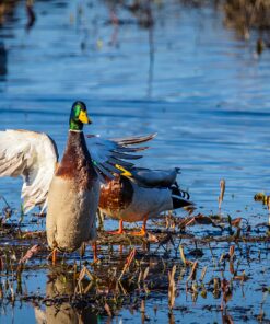 Commlite CM-EF-EOS M Auto-Focus Lens Mount Adapter for EF/EF-S Lens to Canon EOS M (EF-M Mount) Mirrorless Camera Lens Converter Ring for Canon EOS M1 M2 M3 M5 M6 M10 M50 M100 EF-EOS M 41 81Nv6Zak0JL