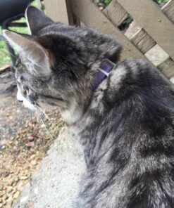 Hartz UltraGuard Plus Water Resistant 7 Month Protection Breakaway Flea & Tick Collar for Cats (3270094268) 33 81NwAhl7DjL