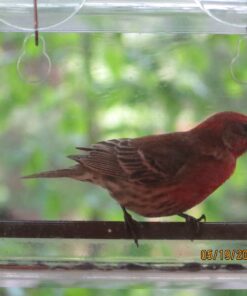 Tranquil Outdoors Large Acrylic Window Bird Feeder: Strong Removable Suction Cup Mounted Outdoor Bird House Feeder, Clear Birdfeeders for Large & Small Birds. Best See Thru Feeder for Bird Watching 53 81O ZkYDEpL