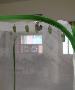 RESTCLOUD Insect and Butterfly Habitat Cage Terrarium Pop-up 24 Inches Tall with 10Pcs 10ML Floral Tubes 52 81O blLL6L