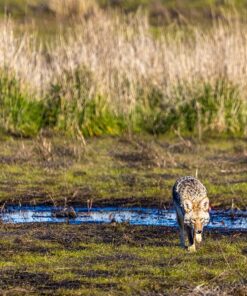 Commlite CM-EF-EOS M Auto-Focus Lens Mount Adapter for EF/EF-S Lens to Canon EOS M (EF-M Mount) Mirrorless Camera Lens Converter Ring for Canon EOS M1 M2 M3 M5 M6 M10 M50 M100 EF-EOS M 43 81O0wb8DkL 1