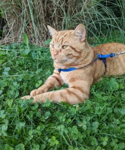 PetSafe Come With Me Kitty Harness and Bungee Leash, Harness for Cats, Large, Royal Blue/Navy 26 81O3T sT99L