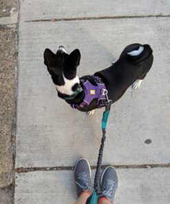 Tuff Mutt Hands Free Dog Leash For Running That Makes A Great Waist Leash for Dog Walking, Double Handle Bungee Leash with Reflective Stitching and Adjustable Dog Walking Belt green/gray 40 81O4oUt3c8L