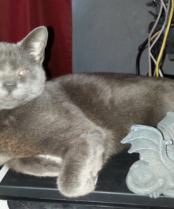 Pacific Trading Cat Gargoyle PC Computer Topper Figurine New 17 81O5Rd4KZ0L