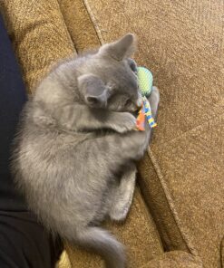 Petstages Dental Health Chews Pair Dental Chew 33 81O6vUhcCkL