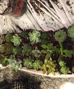 Jiimz 30 Assorted 2" Succulent Plants 20 81O85Ny9f0L