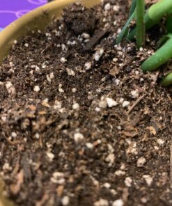 Espoma Organic Perlite; All Natural and Approved for Organic Gardening. Helps Loosen and Aerate Heavy Soils, Prevent Compaction & Promotes Root Growth – Pack of 1 8 quart 26 81OAA4BTqfL 1