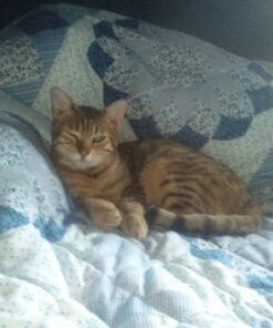 World's Best Cat Litter, Clumping Litter Formula, 28-Pounds 39 81OAXIzeJZL