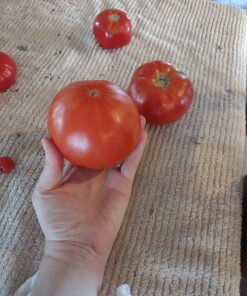 Burpee SteakHouse Hybrid Non-GMO Large Beefsteak Garden Produces Giant 3 LB Fresh Tomatoes | Vegetable Planting, 25 Seeds 49 81OGT3nsYHL