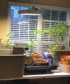 Roleadro LED Grow Light, 1200W 2nd Generation Plant Light Full Spectrum for Indoor Greenhouse Hydroponic Plants Veg and Flower 25 81OI MosVVL