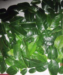 Fresh Kaffir Lime Leaves (Thai Lime Leaves) 1 Oz. ใบมะกรูด, 23 81OJqebqGNL