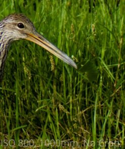 Big Mike’s High-Power 500mm/1000mm f/8 Manual Telephoto Lens for Nikon DSLR, Black 59 81OKWTPTW9L