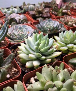 Succulent Assorted Pack- Perfect for Weddings, Party Favors, Home Gardens, and Social Events by Jiimz (15 Pack) 74 81OMcBE45hL