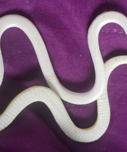 Like Life Snakes 30 81OPcjFcP4L