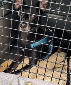 Petmate Sky Kennel Pet Carrier, 28 Inch, Made in USA 24.3"L x 18.3"W x 19.5"H 75 81ORjRlLMYL