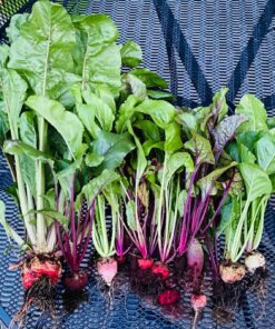 Seed Needs, 1,500+ Rainbow Beet Seed Mixture - 8 Variety Heirloom Mix (Beta vulgaris) Bulk Non-GMO 46 81OSFvxvNRL
