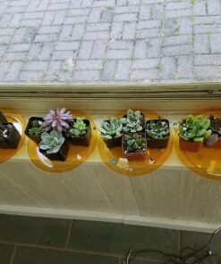Succulent Assorted Pack- Perfect for Weddings, Party Favors, Home Gardens, and Social Events by Jiimz (15 Pack) 85 81OU9Q4cZ L