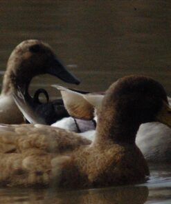 Opteka 500mm/1000mm f/8 Manual Telephoto Lens for Nikon F-Mount D6, D5, D4, DF, D850, D810, D780, D750, D700, D610, D500, D7500, D7200, D7100, D5600, D5500, D5300, D5200, D3500, D3400, D3300, D3200 73 81OUP6TnArL