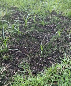 Hydro Mousse Liquid Lawn System - Grow Grass Where You Spray It - Made in USA High Performance Grass Blend 25 81OWB7s8vDL