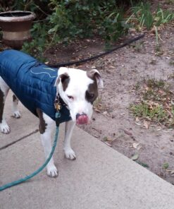 Kurgo Loft Dog Jacket, Reversible Dog Coat, Wear with Harness or Sweater, Water Resistant, Reflective, Winter Coat For Large Dogs (Ink Blue, L) Ink Blue/Seaglass 42 81OXAPXt6cL