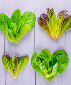 AeroGarden Mixed Romaine Lettuce Seed Pod Kit (6-pod) 6-pod 27 81OXpufv9VL