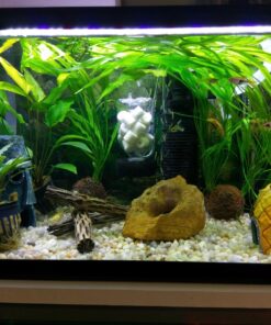 Natural Cholla Wood for Aquarium Decoration, Shrimp, Hermit Crab, Chew Toys for Small Pets (6 Inches Long(Pack of 3)) 6 Inches Long(Pack of 3) 31 81OaMtCB5zL