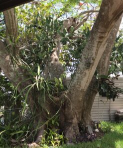 Tree Face Bird Feeder (Hand Painted) Fun Outdoor Decor Includes Glow in The Dark Eyes 27 81ObV8uClIL