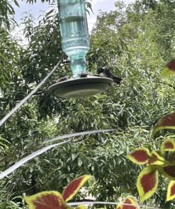 Perky-Pet 8108-1SR Antique Glass Bottle Hummingbird Feeder - Outdoor Garden Décor - 10 Oz Green Bottle 23 81ObwWJWL0L