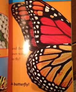 National Geographic Readers: Caterpillar to Butterfly Paperback 10 81Oet4a1w5L