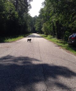 SABRE Frontiersman 9.2 oz. Bear Spray, Maximum Strength 2.0% Major Capsaicinoids, Powerful 35 ft. Range Bear Deterrent, Outdoor Camping & Hiking Protection, Quick Draw Holster & Multipack Options Black3 31 81OfAC6opaL