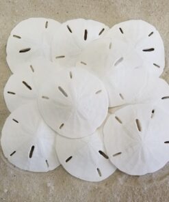 Tumbler Home White Sand Dollars 3"-3.5" - 10pcs - Wedding Seashell Craft Sandollars- Hand Picked and Professionally Packed 34 81OgJdZ2s3L