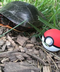 Nintendo Poké Ball Plus 27 81OgdNNFF1L