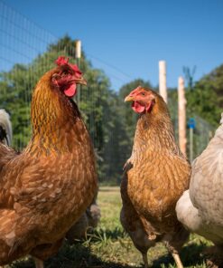Scratch and Peck Feeds Cluckin' Good Grower Grit - 7 lbs - Gizzard Development Supplement for Chickens and Ducks - Crushed Quartzite/Granite 7 Pound (Pack of 1) Grower Grit - 7-lbs 14 81Oh4k6mnmL