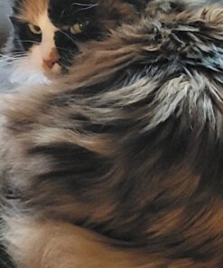 TEMPTATIONS Classic Crunchy and Soft Cat Treats Feline Favorite Variety Pack, 3 oz. Pouches,4 Count 4 Count (Pack of 1) 43 81OhSjEQWZL