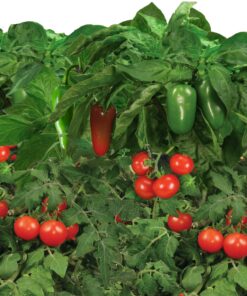 AeroGarden Salsa Garden Seed Pod Kit, 7 24 81OiowKiarL