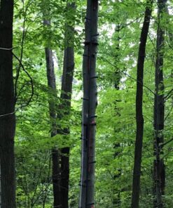 Guide Gear Climbing Stick Ladder for Tree Stands, Climbing Equipment for Deer Hunting, 25’ 12 81OnOw5X WL