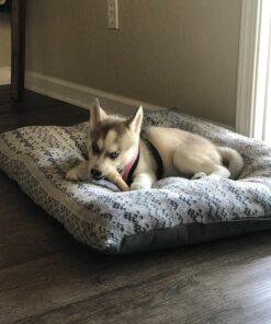 DreamBone Small Chews, Treat Your Dog to a Chew Made with Real Meat and Vegetables 23 81Ouah1gnPL