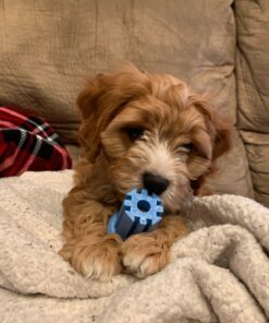 KONG - Puppy Teething Stick - Teeth Cleaning Dog Chew Toy (Assorted Colors) - for Small Puppies Standard Packaging 26 81OwEPzPo8L