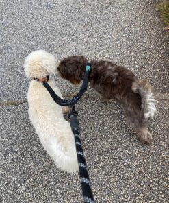 Pet Dog Double Leashes - No Tangle Dog Leash Coupler, Comfortable Shock Absorbing Reflective Bungee Lead for Nighttime Safety, Dual Dog Training Leash for Small, Medium & Large Dogs (Black) 22 81OzzvZb5kL