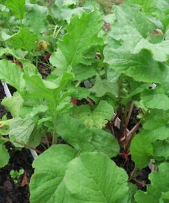 Heirloom Seeds for Planting Vegetables and Fruits - Survival Essentials 135 Variety Seed Vault - Medicinal Herb Seeds - Grow Healthy Non-GMO Food 53 81P47bpXzxL