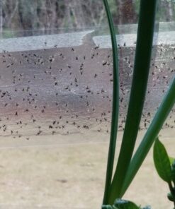 Window Fly Traps by Catchmaster - 48 Count, Ready to Use Indoors. Insect, Bugs, Fly & Fruit Fly Glue Adhesive Sticky Paper - Waterproof Easy Application Ready Disposable Non-Toxic 48 Traps 32 81PBguWoYvL