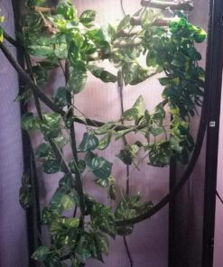 Zoo Med ReptiBreeze Open Air Screen Cage, Extra Large, 24 x 24 x 48-Inches 46 81PEBWkpgbL