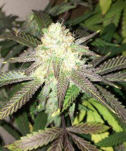 BESTVA 2024 Newest Upgrade 2000W Led Grow Light with High Yield Diodes Full Spectrum LED Grow Lights for Indoor Plants Greenhouse Veg Bloom Light Hydroponic Grow Lamp 49 81PFryLJBjL