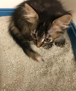 Dr. Elsey's Premium Clumping Cat Litter - Cat Attract - 99% Dust-Free, Low Tracking, Hard Clumping, Superior Odor Control, Natural Herbal Attractant, Unscented & Natural Ingredients, 40 lb 40 Lb / 18.14 Kg 43 81PGlq2Sb9L