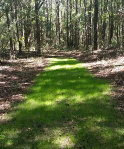 Whitetail Institute Secret Spot Deer Food Plot Seed - Annual Forage Designed Specifically for Smaller, Remote Food Plots - Can Be Planted with Hand Tools 4 lbs (9000 sq ft) 21 81PJLPh03VL