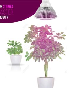 Indoor LED Grow Light Bulbs w/ Clamp Reflector (12W) Efficient Greenhouse Red & Blue Hydroponics Lighting | Produce Healthier Plants, Herbs, Flowers 27 81PJcbPDuqL 1